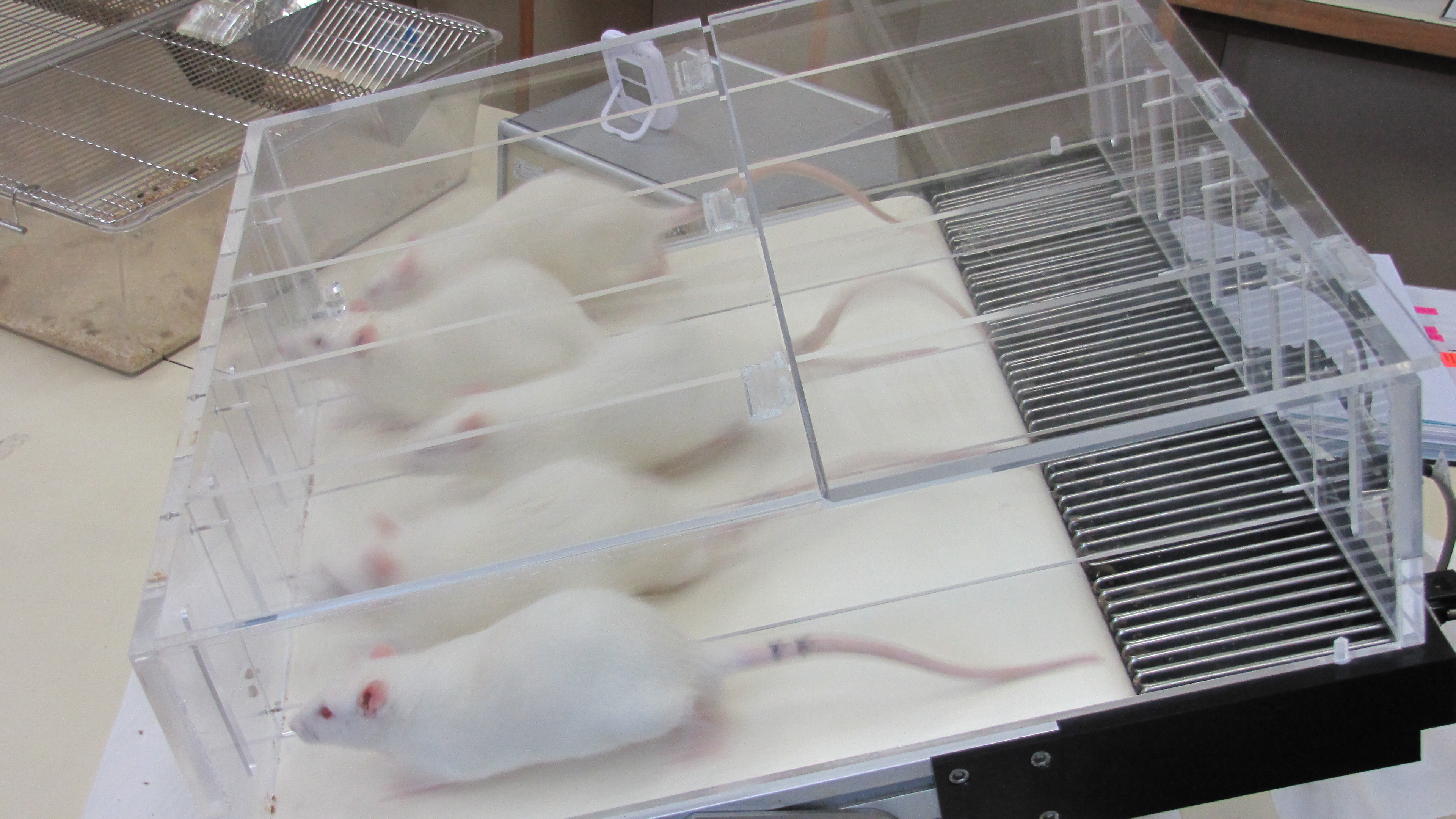 Un equip de la UB dissenya una eina que classifica les rates de laboratori segons el seu estil de carrera a la cinta de córrer. 