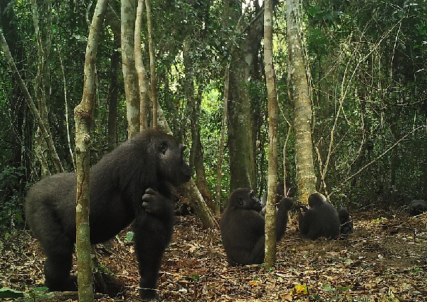 Els brots epidèmics del virus de l’Ebola que van tenir lloc el 2003 i el 2004 van causar la desaparició del 95 % dels goril·les salvatges a Lossi. Foto: Germán Illera 