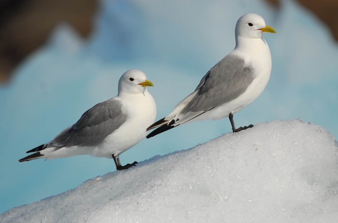 A les regions àrtiques, el període de temps amb condicions òptimes per a la reproducció de les aus marines és molt reduït. Foto: Sébastien Descamps 