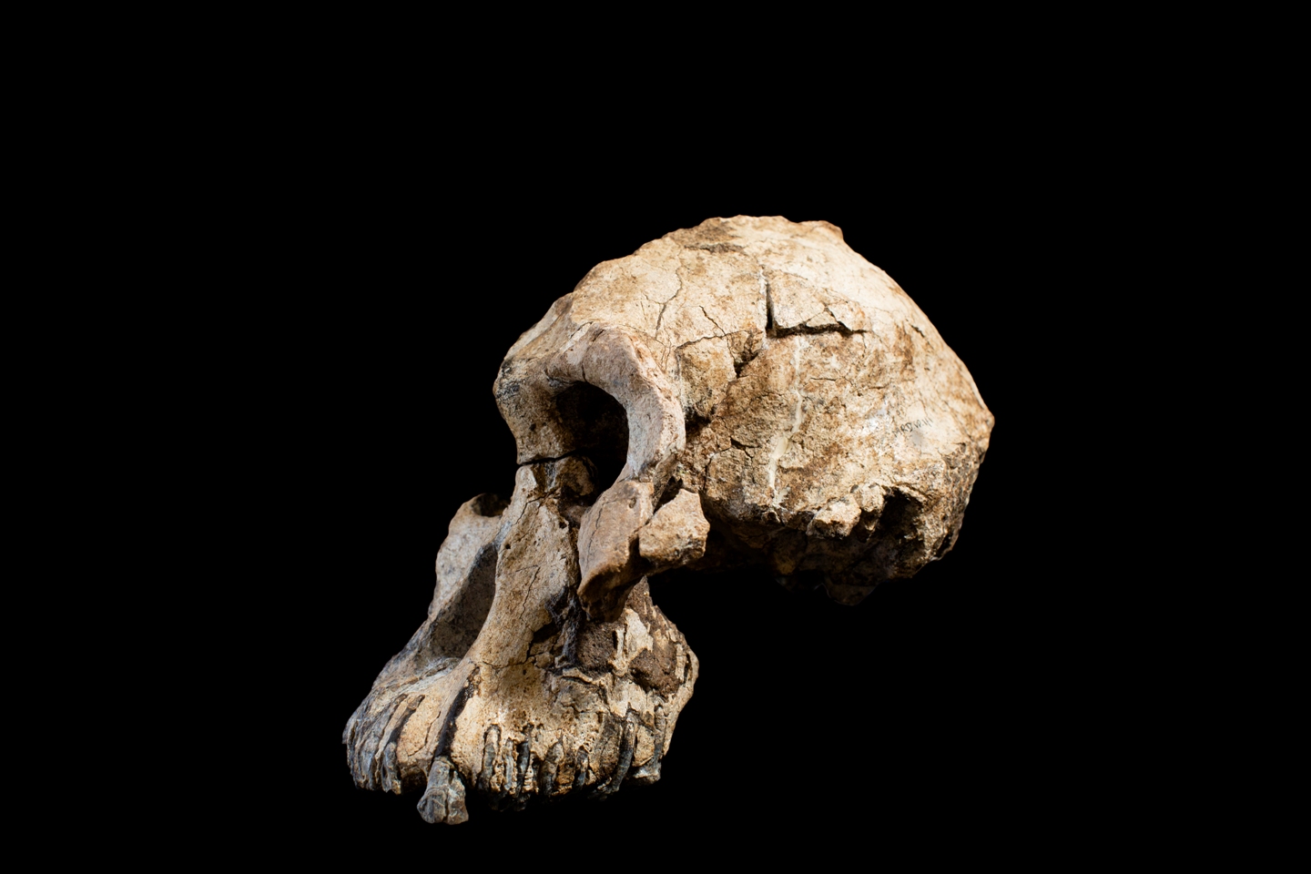 El crani, trobat el 2016, té 3,8 milions d'anys d'antiguitat. Crèdit: Dale Omori, CMNH