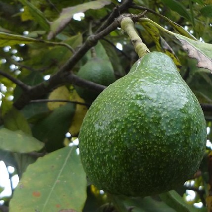 El consum d’aquest fruit tropical del gènere <i>Persea</i> ha generat un gran interès econòmic en el mercat internacional.