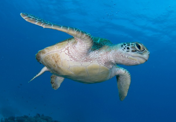 La tortuga verda (<i>Chelonia mydas</i>) está catalogada com a espècie en perill segons la Unió Internacional per a la Conservació de la Natura. Foto: UICN 