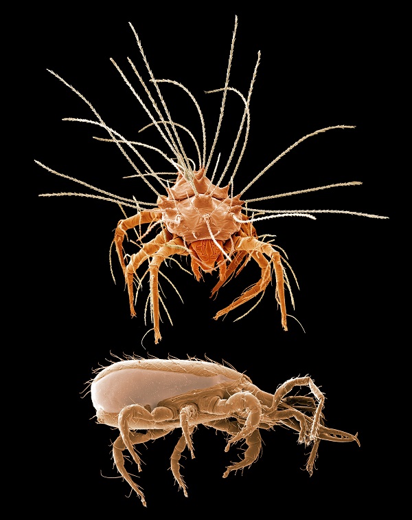 Un article publicat a la revista  <i>Nature Communications</i> revela que aquests artròpodes integren un sol llinatge evolutiu en comptes de dos, com es pensava fins ara. Foto: David Walter 