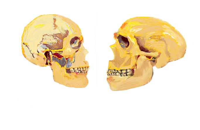 Un estudi de la Universitat de Barcelona identifica una xarxa genètica implicada en la trajectòria evolutiva del rostre i la prosocialitat de l’ésser humà que no s’ha trobat en els neandertals. Foto: Thomas O’Rourke (UB)