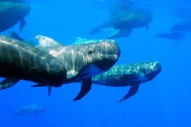 La Universitat de Barcelona i l’associació SUBMON organitzen la primera cimera mundial sobre la recerca, la gestió i la conservació dels mamífers marins a tot el planeta. Foto: SUBMON