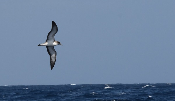Els albatros i els petrells aon extremadament vulnerables davant diverses amenaces, tant al mar com a terra ferma. Imatge: <i>Calonectris edwardsii</i>