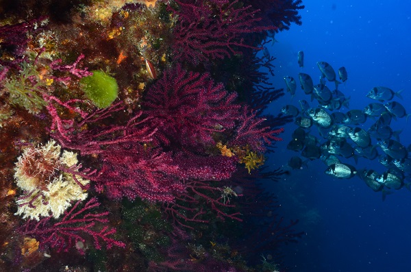 El coral·ligen es veurà greument compromès en un futur proper per culpa de les onades de calor marines.