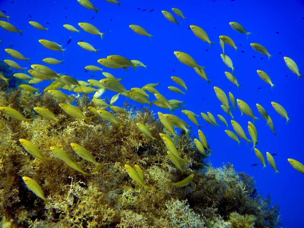 L’estudi ajudarà a determinar àrees marines protegides que han de garantir la connectivitat per a les poblacions de peixos de cada àrea  Imatge: <i>Sarpa salpa</i>, Enric Ballesteros (CEAB-CSIC)