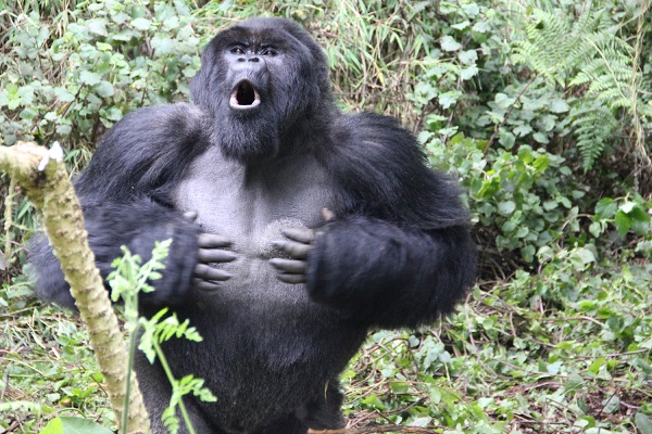 Els icònics cops al tòrax dels goril·les mascles són un indicador acústic de la seva mida corporal i de la seva capacitat competitiva enfront els rivals i les femelles. Foto: Fundació Dian Fossey 