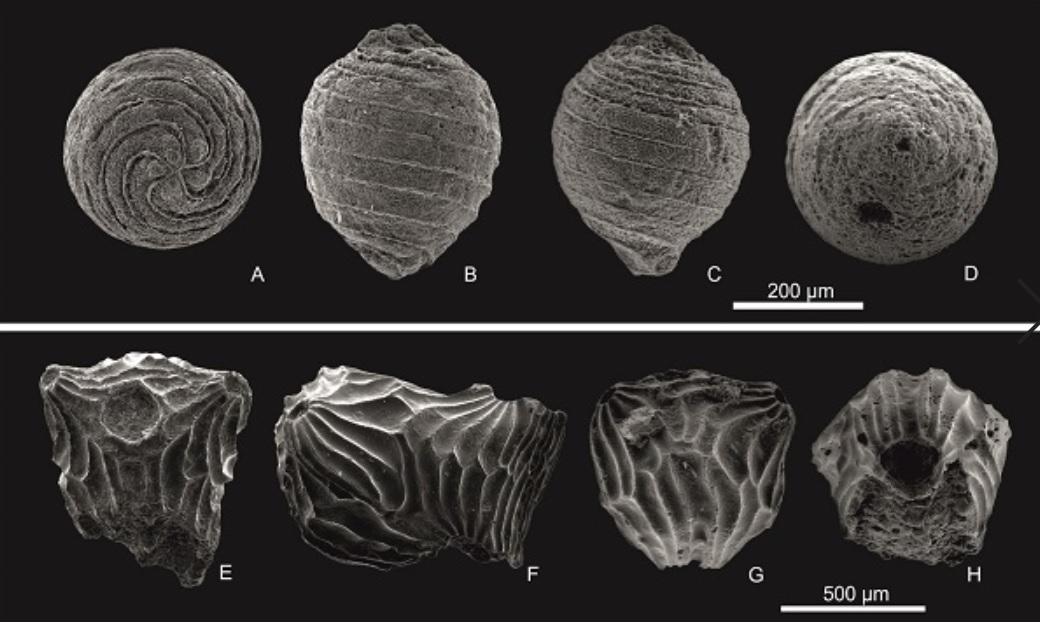 Imatges de microscòpia electrònica de rastreig dels girogonits de la nova espècie <i>Mesochara dobrogeica</i> (above) i dels utricles de la nova varietat <i>Clavator ampullaceus</i> var. <i>latibracteatus </i>(inferior), descobertes a la regió de Dobrogea (Romania). 