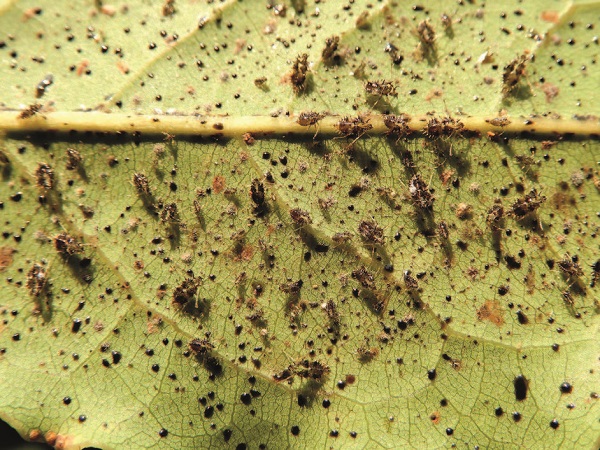 Revers de la fulla d’un llorer amb exúvies de l’espècie i els seus excrements (taques negres). Foto: Josep M. Riba