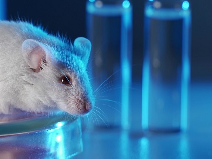 Aquesta recerca ofereix una alternativa més ètica i econòmica als models de ratolins en les proves de toxicitat de nanopartícules.