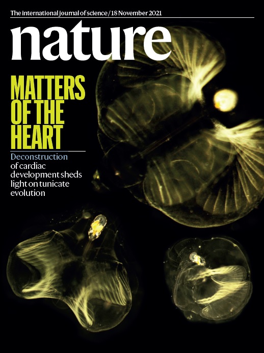 La revista <i>Nature</i> dedica la portada a un article signat exclusivament pel Grup de Recerca Evolució i Desenvolupament (Evo-Devo) de la Universitat de Barcelona.