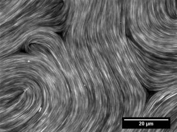 Fotografia d’un nemàtic actiu obtinguda a través d’un microscopi de fluorescència.