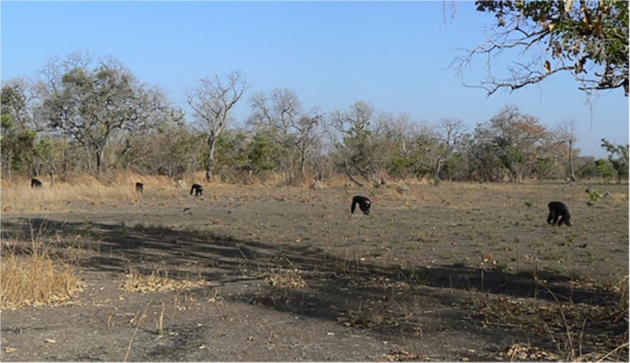 Ximpanzés caminant a la sabana de Fongoli (Senegal). Foto: U. Villalobos-Flores.