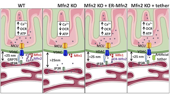 La mitofusina 2 té una localització principalment mitocondrial, però una petita proporció de la proteïna també es troba en el reticle endoplasmàtic.