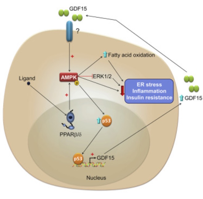 The activation pathway of AMPK through GDF15 is a key mechanism against type 2 diabetes.