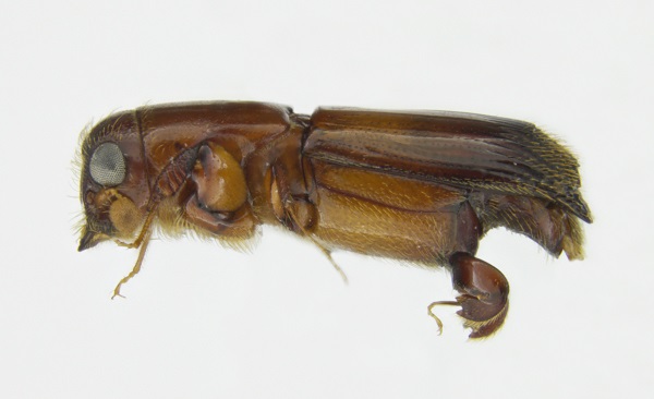 L'escarabat de l'ambrosia <i>Crossoterasus externedentatus</i> (Curculionidae: Platypodinae). Foto: Bjarte Jordal 