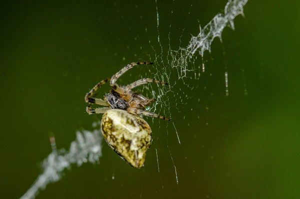 El treball és l’estudi més ampli sobre la biodiversitat de les aranyes de la península Ibèrica dut a terme seguint la metodologia del codi de barres genètic. Foto: <i>Cyclosa conica</i>, Marc Domènech 