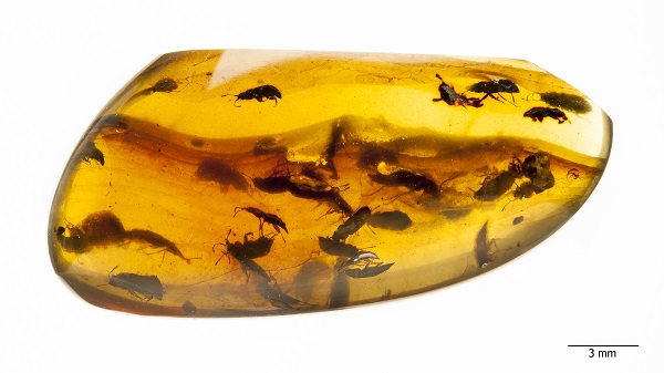 Una agrupació nombrosa i d’una única espècie d’escarabats en una peça d’ambre només podria explicar-se por motius d’aparellament o pol·linització.