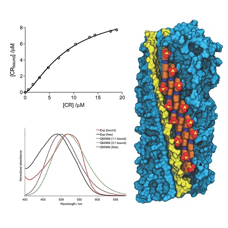 El treball s’ha centrat en la interacció de Congo-Red a estructures amiloides formades per la proteïna prió HET-s. 