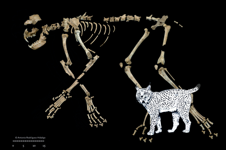 <i>Lynx pardinus</i> de la cova del Gegant. Imatge: A. Rodríguez Hidalgo