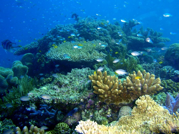 CoralChange impulsarà el coneixement sobre el futur de les poblacions de corall mitjançant l’ús de models demogràfics aplicats sobre diferents escenaris de canvi global. Foto: Cristina Linares (UB-IRBio)