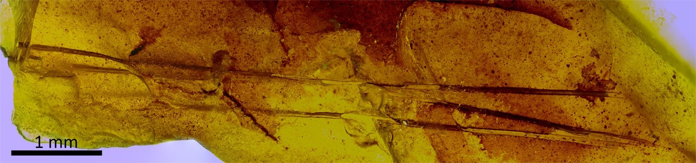 Peça d’ambre del jaciment d’Ariño (Terol) amb un floc de tres pèls de mamífer. És la troballa més antiga de pèls en ambre. Crèdits: S. Álvarez Parra et al. <i>Scientific Reports</i>