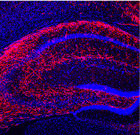 Imatge de l’hipocamp (cél·lules en blau) que mostra com rep una innervació d’axons inhibidors del septe medial (vermell).