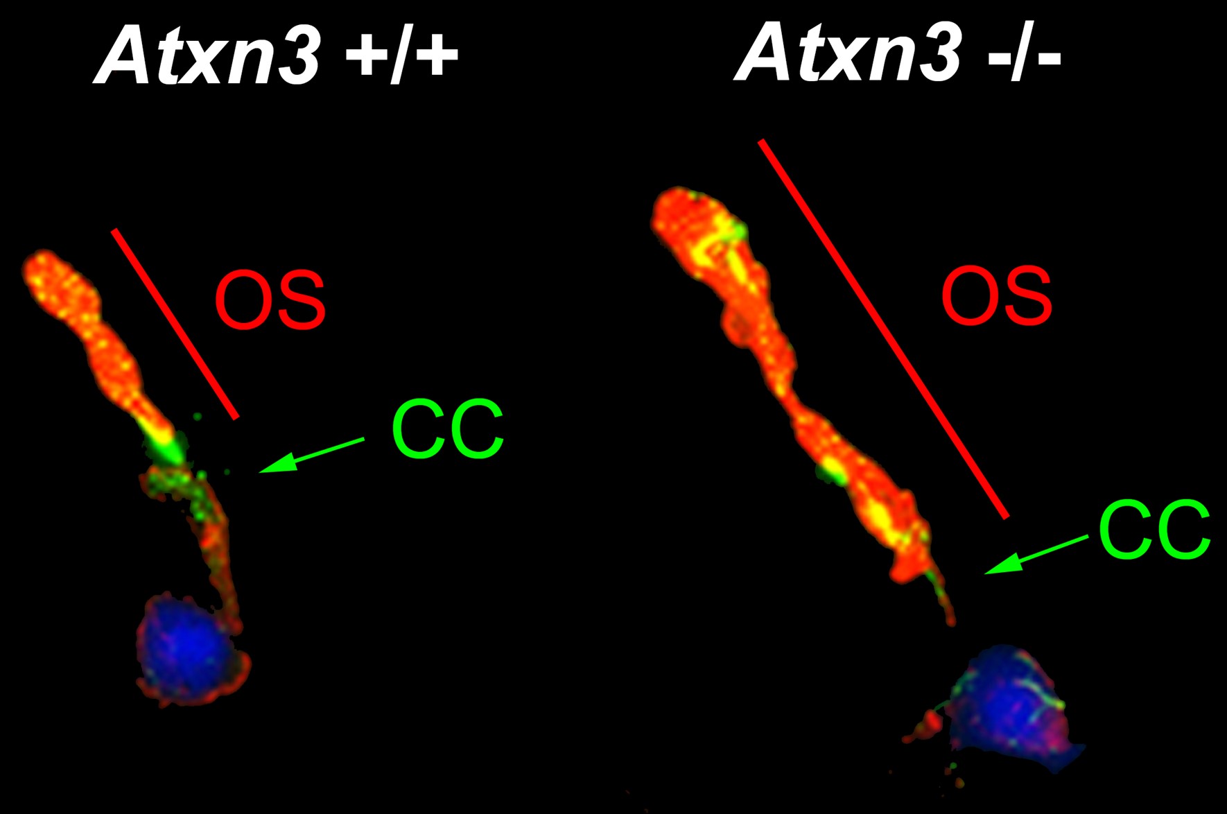 Imatge de bastons (un tipus de fotoreceptor) aïllats de la retina d’un ratolí control (Atxn3 +/+) i un ratolí amb el gen Atxn3 silenciat (Atxn3-/-). Es pot observar l’elongació del segment extern o cili neurosensorial (OS més CC) quan no es produeix proteïna ATXN3.