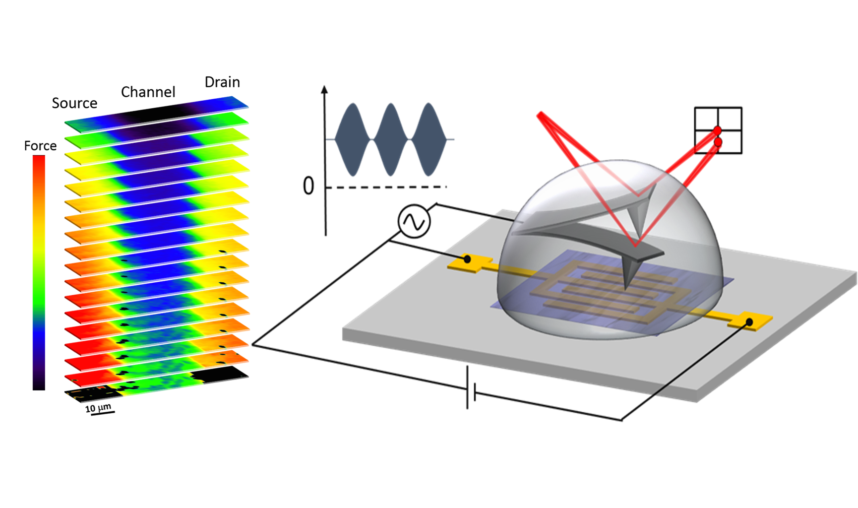 Representació esquemàtica de la configuració del microscopi dielèctric de rastreig en medi líquid utilitzat per mesurar les propietats elèctriques locals d’un transistor d’efecte de camp orgànic de tipus EGOFET.  