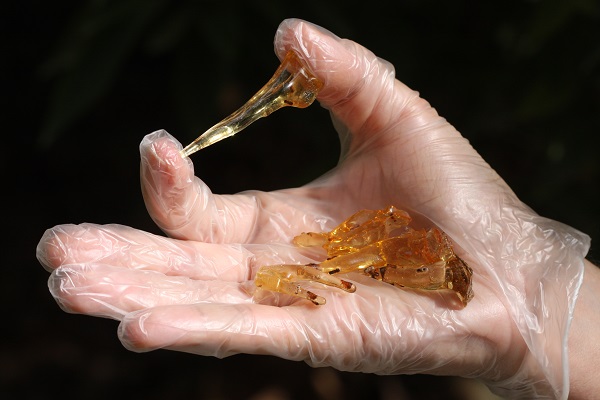 Els experts han pogut recuperar l’ADN d’escarabats de l’ambrosia —o perforadors de la fusta— atrapats en mostres de resina. Imatge: Enrique Peñalver, IGME