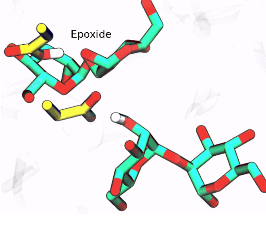 Aquest tercer mecanisme, que a la natura serveix per descompondre carbohidrats, passa per la formació d’un grup químic epòxid en un tipus concret de glicosidases: les endo-α-manosidases, necessàries per modificar sucres enllaçats a proteïnes, tal com es pot veure en l'animació.