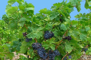 Les plagues de la fil·loxera van arrasar les vinyes europees al segle XIX. 