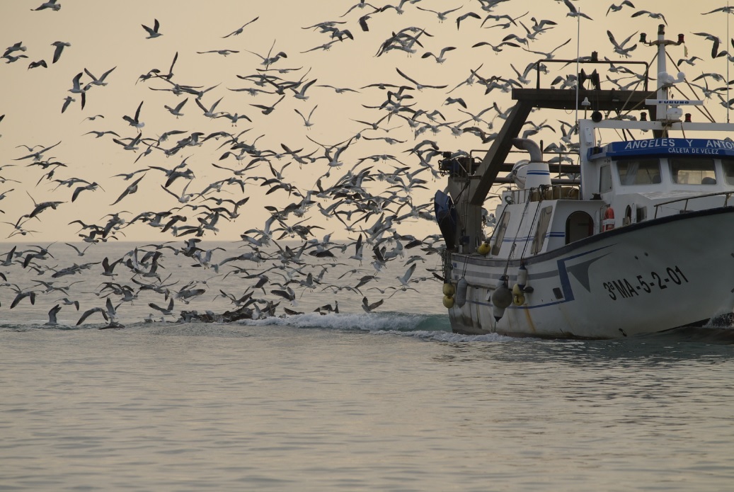 Els incidents amb els vaixells palangrers representen una de les amenaces principals per a moltes espècies d’aus pelàgiques.