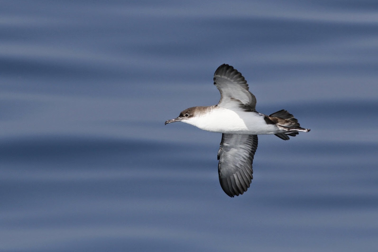 Aquesta espècie és un dels ocells marins més perjudicats per l’impacte de l’activitat pesquera arreu del món. Foto: Camil Albert 