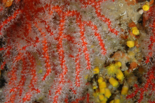 El corall vermell (<i>Corallium rubrum</i>) és una de les espècies d’antozous més longeves descrites fins ara. 