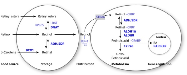 L’àcid retinoic (AR) és una molècula derivada de la vitamina A (retinol). 