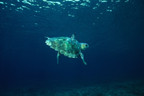 La tortuga babaua (<i>Caretta caretta</i>) fa llargues migracions a zones d’alimentació com la Mediterrània occidental. Foto: Enric Ballesteros 
