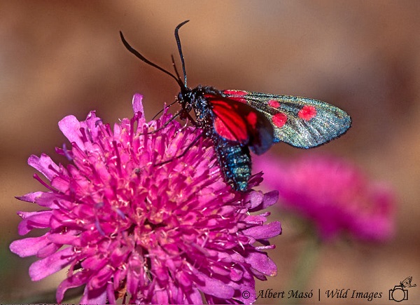 La tesi ha ajudat a comprovar les hipòtesis del professor Margalef sobre la influència de la vegetació en les papallones. Foto: Albert Masó 