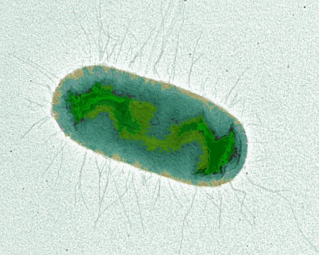 El zinc és capaç de regular l’expressió d’una toxina bacteriana —l’alfa-hemolisina— en el bacteri <i>Escherichia coli</i>, un patogen que causa el 80 % de les infeccions d’orina en els humans. 