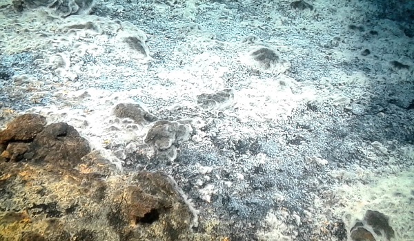 La nova espècie bacteriana va colonitzar l’hàbitat submarí del Tagoro, un volcà sorgit arran d’una erupció submarina a El Hierro entre l’octubre del 2011 i el març del 2012. Foto: Miquel Canals, UB