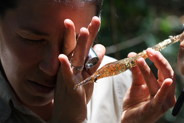 L’ambre és una resina fòssil que pot contenir insectes atrapats fa milions d’anys i ben conservats. 