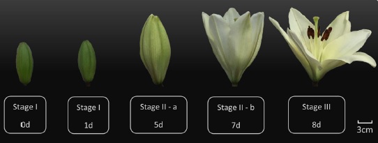 Els efectes de l’estrès fotooxidatiu condicionen la durada de la flor de <i>Lilium</i>.