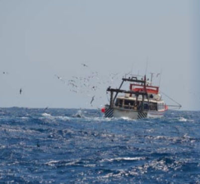 A la Mediterrània encara no s’aplica cap mesura per mitigar l’impacte de l’activitat pesquera sobre les aus marines.