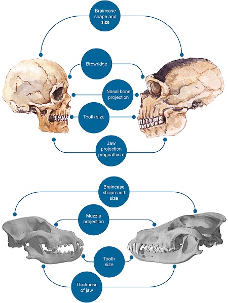 Diferencias craneofaciales entre humanos modernos y neandertales (arriba), y entre perros y lobos (abajo).