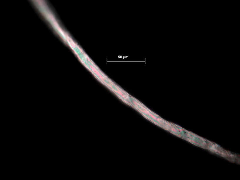 Microfibra de polièster obtinguda als fons marins de l’oceà Atlàntic d’un estudi similar. Foto: Lucy Woodall / Museu d’Història Natural de Londres.