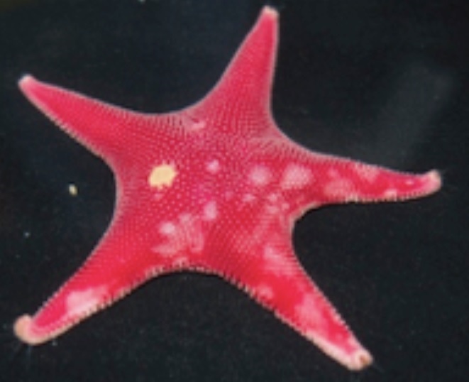 Experts de la Facultat de Biologia i de l’Institut de Recerca de la Biodiversitat (IRBio) de la Universitat de Barcelona han descrit la primera patologia que afecta un equinoderm, l’estrella de mar <i>Odontaster validus</i>, en els ecosistemes antàrtics.