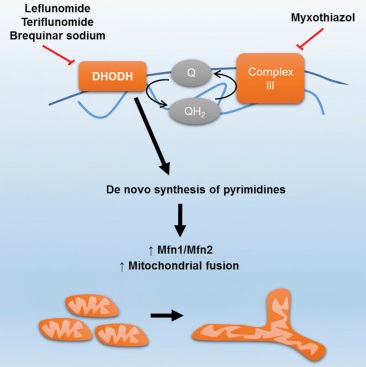 La disfunció mitocondrial és un dels factors clau en la resistència a la insulina. 