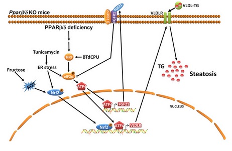 L'estudi revela que el receptor de les lipoproteïnes de molt baixa densitat (VLDLR)  és regulat pel receptor PPARβ/δ i per l'hormona FGF21. 